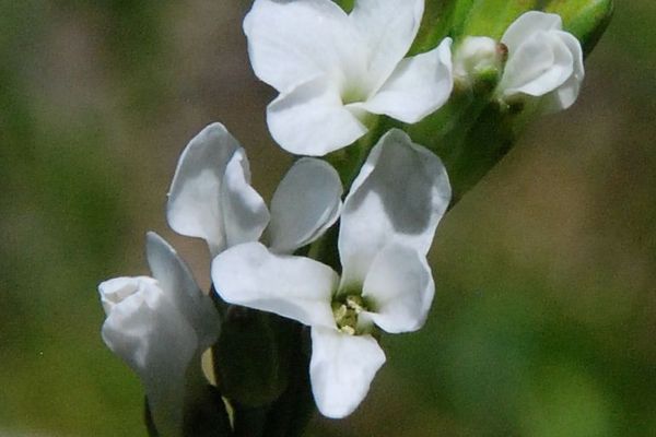 Drummond rockcress