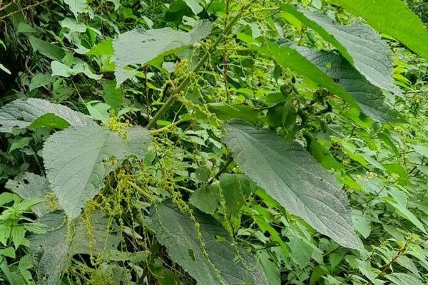 Boehmeria caudata