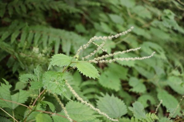 Boehmeria japonica