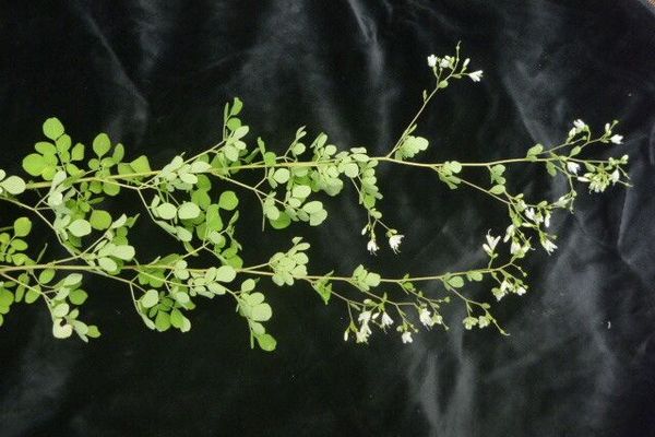 Boenninghausenia albiflora