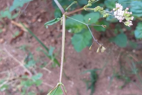 Erect spiderling