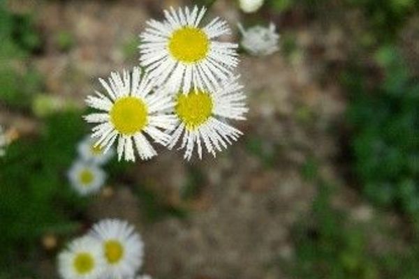 White doll's daisy