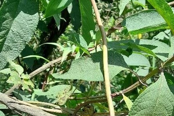 Bomarea edulis