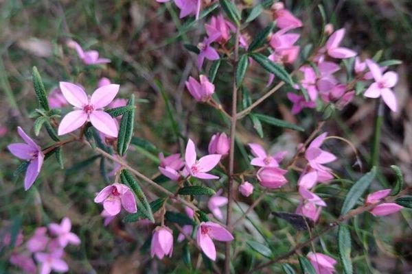 Showy boronia