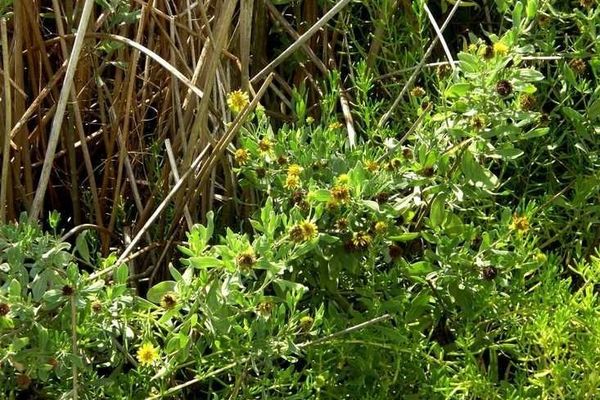 Sea oxeye