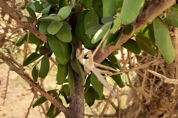 Senegal boscia