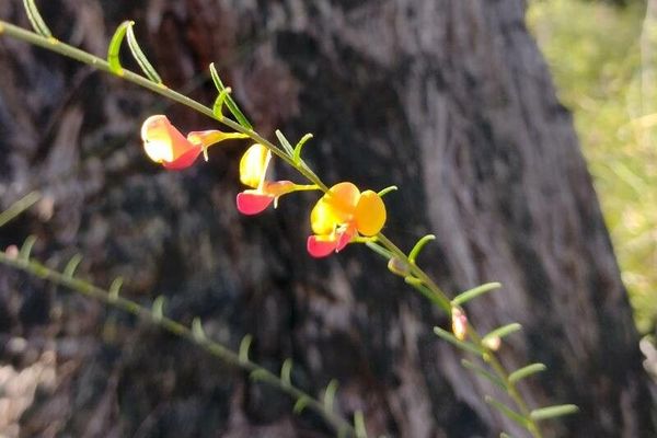 Autumn-flowering pea
