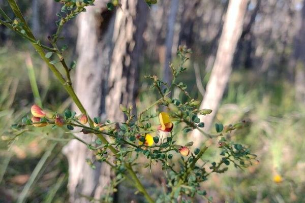 Bossiaea obcordata