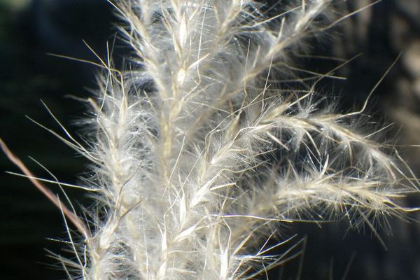 Cane bluestem
