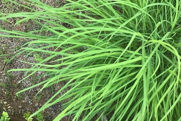 Australian bluestem