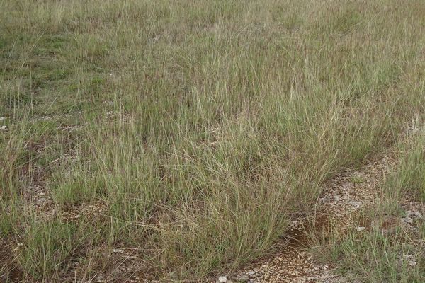 Yellow bluestem