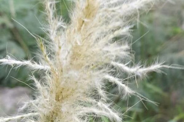 Silver bluestem
