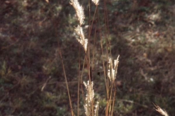 Silver bluestem