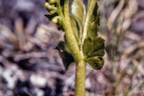 Northern moonwort