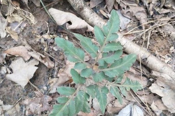 Cutleaf grapefern