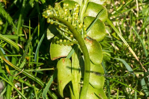 Common moonwort