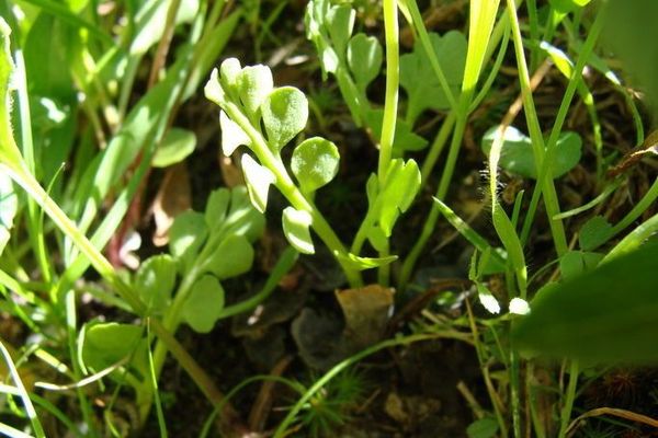Little grapefern