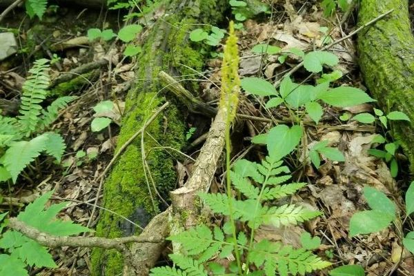 Common grape fern