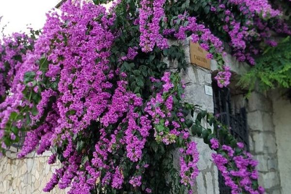 Great bougainvillea