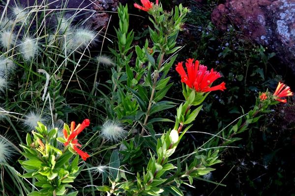 Scarlet bouvardia
