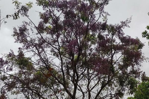 Bowdichia virgilioides