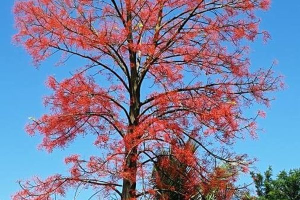 Illawarra flame tree