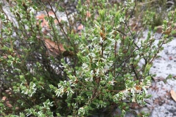 Brachyloma daphnoides