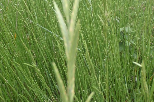 Thinleaf false brome