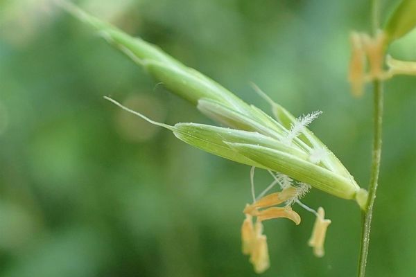 Heath false brome