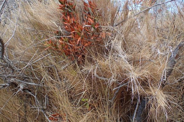 Ramose false-brome