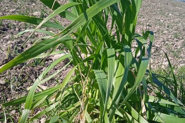 Slender false brome