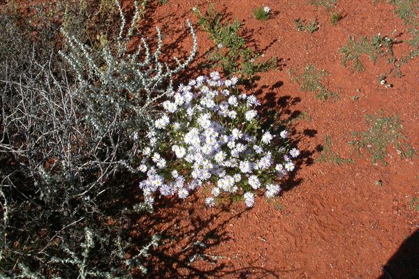 Variable daisy
