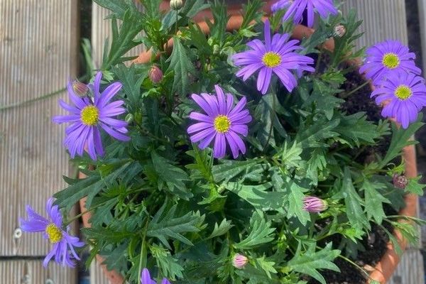 Cut-leaf daisy