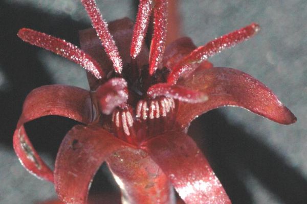Brasenia schreberi