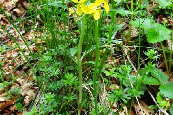 Brassica barrelieri