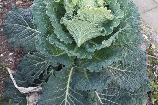 Cabbage