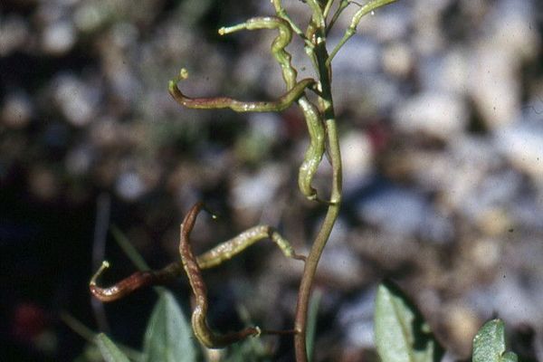 Brassica repanda