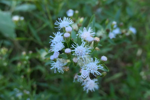 False boneset