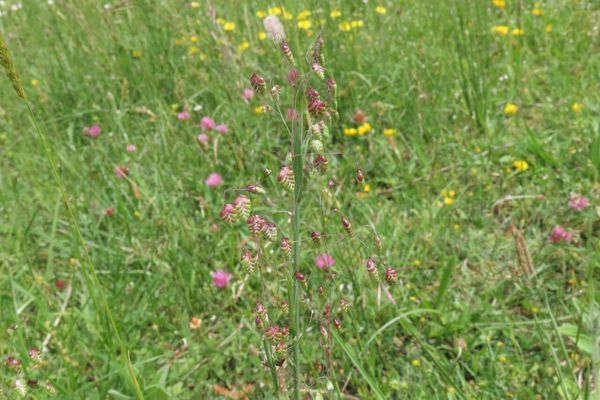 Perennial quaking grass