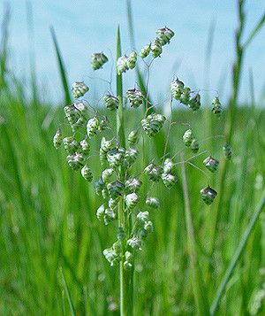 Lesser quaking grass