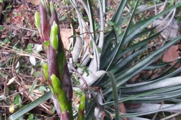 Bromelia karatas