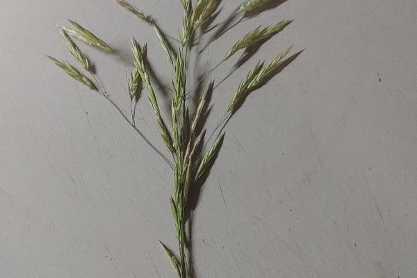 Field brome
