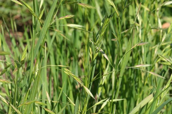 Sweet brome