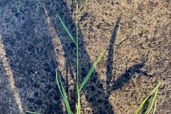 Rescuegrass