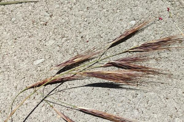 Broncho grass