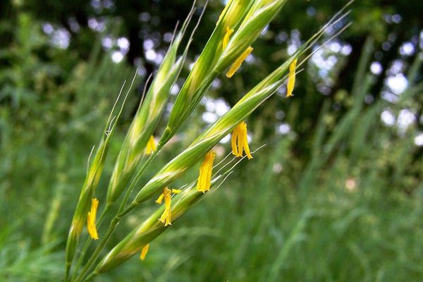 Meadow brome