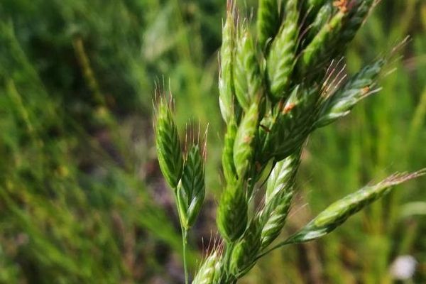 Barley brome