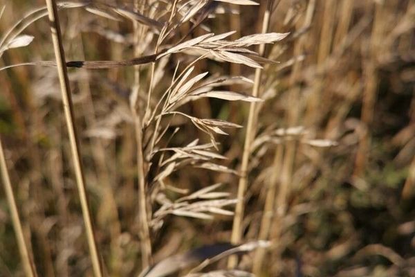 Hungarian brome
