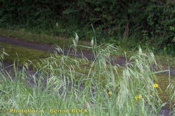 Thunberg's brome