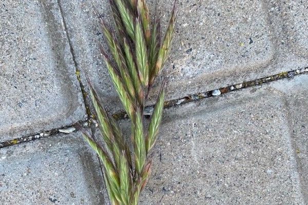 Mediterranean brome